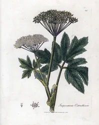 Common masterwort, Imperatoria ostruthium