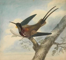Bird of Paradise and Verso: Sketch of a Flower