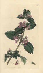 Black horehound, Ballota nigra (Ballote noire). Handcoloured copperplate engraving after an illustration by James Sowerby from James Smith