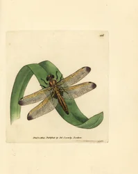 Blue chaser, Libellula fulva