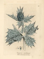 Blue flowered sea holly or eryngo, Eryngium maritinum