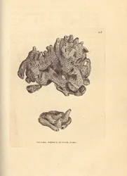 Breadcrumb Sponge, Halichondria panicea