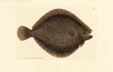 Brill or kite fish, Scophthalmus rhombus (Pleuronectes rhombus)