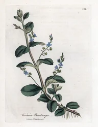 Brooklime speedwell, Veronica beccabunga