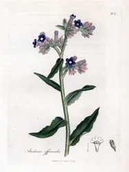 Bugloss Officinale - Bugloss, Anchusa Officinalis