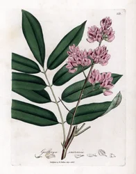 Cabbage Tree or Cabbage Bark, Andira inermis (Handcoloured copperplate engraving)