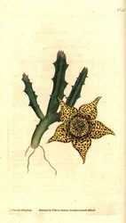 Cactus starch - Orbea variegata (Variegated stapelia, Stapelia variegata)