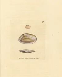 Candystick tellina shell, Tellina similis