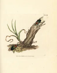 Carabus nitens beetle