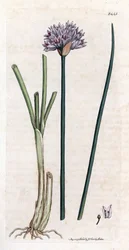 Chives, Allium schoenoprasum (Handcoloured copperplate engraving)