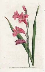 Common Glaieul (Lithography by James Sowerby, from the Botanical Magazine by William Curtis)