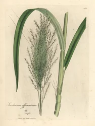Common sugar cane, Saccharum officinarum