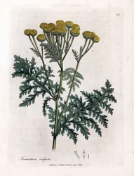 Common tansy or splash - Tansy, Tanacetum vulgare
