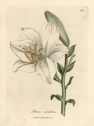 Common white lily, Lilium candidum