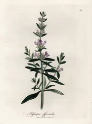 Compendial hyssop