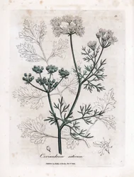 Coriander