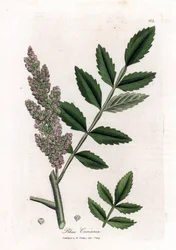 Corroyere or sumac of corroyeurs or travelers - Elm-leaved sumac, Rhus coriaria