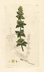 Crosswort or Smooth Bedstraw, Cruciata laevipes (Galium cruciatum) (Handcoloured copperplate engraving)