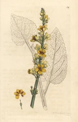 Dark mullein, Verbascum nigrum (black mullein). Handcoloured copperplate engraving after an illustration by James Sowerby from James Smith