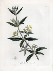 Dyer