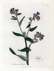 Dyer