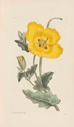 English Botany, 1790-1800