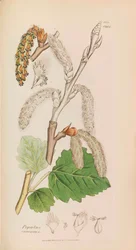 English Botany