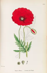 English Botany, 1790-1800