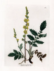 Eupatory Sour - Agrimony, Agrimonia Eupatoria. Handcoloured Copperplate Engraving from a Botanical Illustration by James Sowerby from William Woodville and Sir William Jackson Hooker