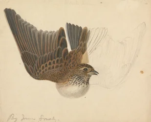 Eurasian Skylark
