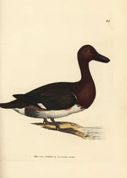 Ferruginous pochard, Aythya nyroca (Anas nyroca, olive-tufted duck)