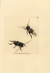 Field cricket, Gryllus campestris (Accheta campestris)
