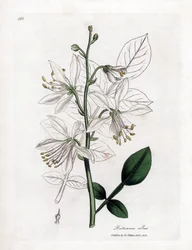 Fraxinelle - White Fraxinella or Bastard Dittany, Dictamnus Albus
