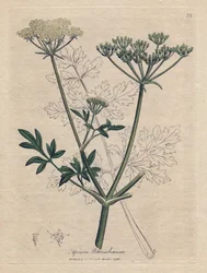 Fried parsley, Apium petroselinum