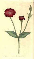 Garden Poppy - Pink Campion, Silene coronaria (Rock cockle or campion, Agrostemma coronaria). Hand-coloured copperplate engraving and botanical illustration by James Sowerby from William Curtis