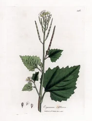 Garlic Mustard, Alliaria Petiolata