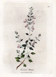 Germandree marum or germandree of cats - Cat thyme, Teucrium marum