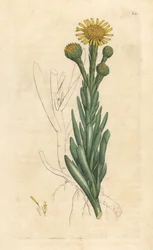 Golden Samphire