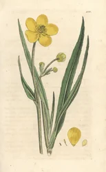 Great Spearwort, Ranunculus lingua