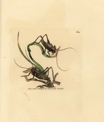 Grey Bush Cricket (Handcoloured Copperplate Engraving by James Sowerby from The British Miscellany)