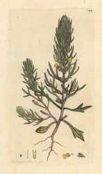 Ground Pine