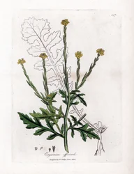 Herb with singers or grass of hedges or velar - Hedge mustard, Erysium officinale