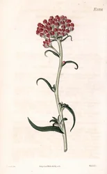 Immortelle star (Handcoloured copperplate engraving by Weddell after an illustration by James Sowerby from Samuel Curtis