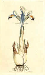 Iris (Persian rose) - Persian iris, Iris persica