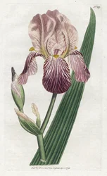 Iris a Smell of Elderberry