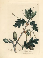 Leaves and Acorns of the Common Oak