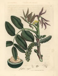 Leaves, Yellow Flower and Nut of the Common Walnut Tree