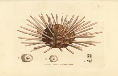 Long-spine slate pen sea urchin, Cidaris cidaris