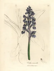 Male orchis, Orchis mascula