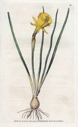 Medusa Trumpet